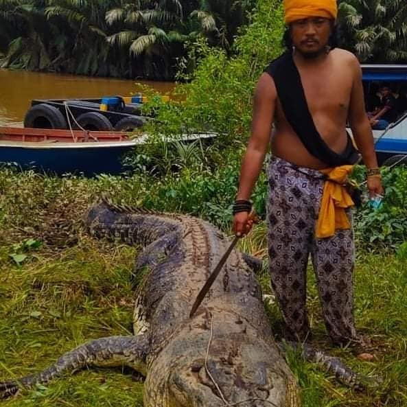 In Indonesia, A Body Of An 8 Year Old Boy Was Cut Out From A Crocodile ...